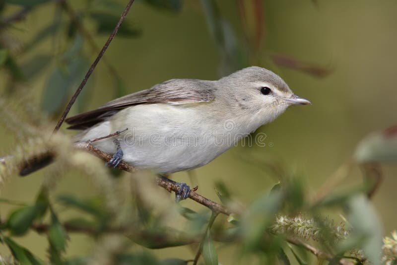 Warbling Vireo (Vireo gilvus) Perched on a Branch in May - Magee Marsh, Ohio. Warbling Vireo (Vireo gilvus) Perched on a Branch in May - Magee Marsh, Ohio