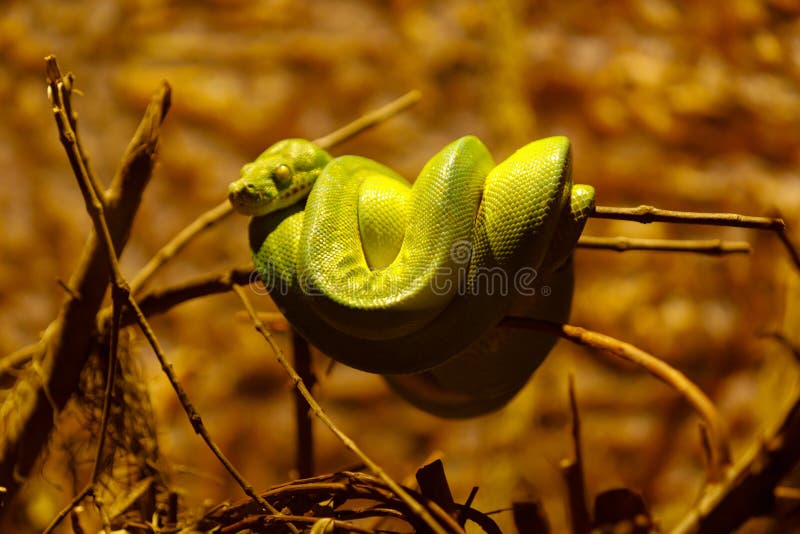 gałęziaści chondropython zieleni latin imienia pytonu drzewa viridis zdjęcia stock gałęziaści chondropython zieleni latin imienia pytonu drzewa viridis zdjęcia stock