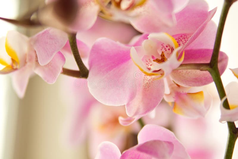 Gałąź kwitnienie menchii orchidea zdjęcie stock Gałąź kwitnienie menchii orchidea zdjęcie stock