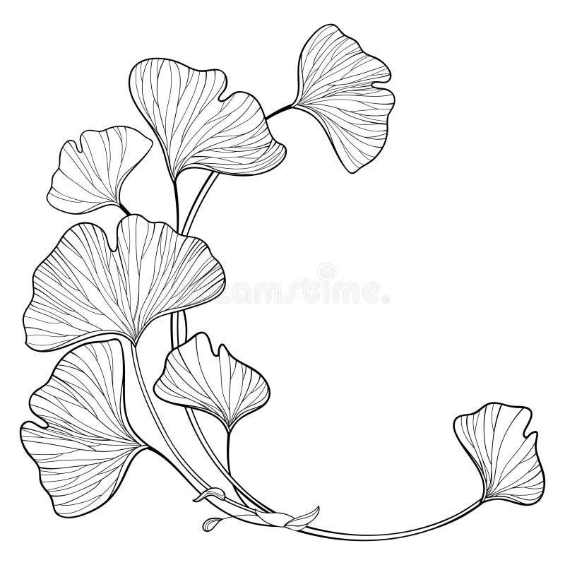 Vector corner branch with outline Gingko or Ginkgo biloba tree. Round bunch with ornate leaf in black isolated on white background. Relict contour plant Gingko for summer design or coloring book. Vector corner branch with outline Gingko or Ginkgo biloba tree. Round bunch with ornate leaf in black isolated on white background. Relict contour plant Gingko for summer design or coloring book.