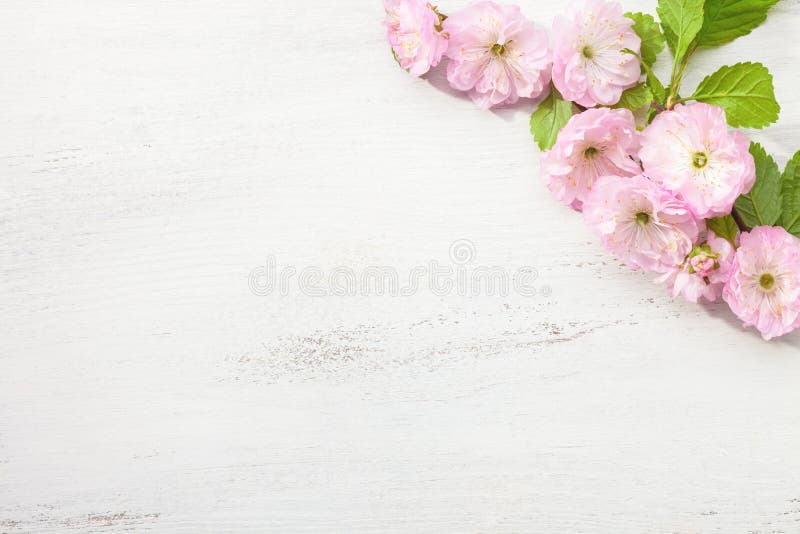Gałąź okwitnięcia Prunus Migdałowy triloba na białym drewnianym stole zdjęcie stock Gałąź okwitnięcia Prunus Migdałowy triloba na białym drewnianym stole zdjęcie stock