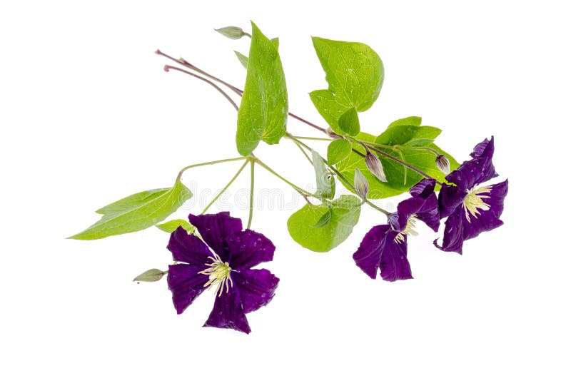 Gałąź purpurowy clematis z zieleń liśćmi odizolowywającymi na białym tle obrazy stock Gałąź purpurowy clematis z zieleń liśćmi odizolowywającymi na białym tle obrazy stock