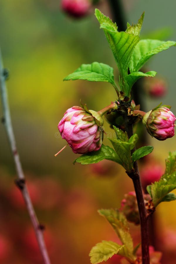 Gałąź z małymi różowymi kwiatami kapuje krzaka z małym różowym flowe