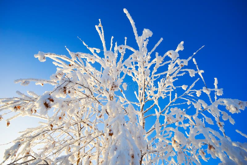 Gałąź zakrywać z hoarfrost na niebieskiego nieba tle obrazy stock Gałąź zakrywać z hoarfrost na niebieskiego nieba tle obrazy stock