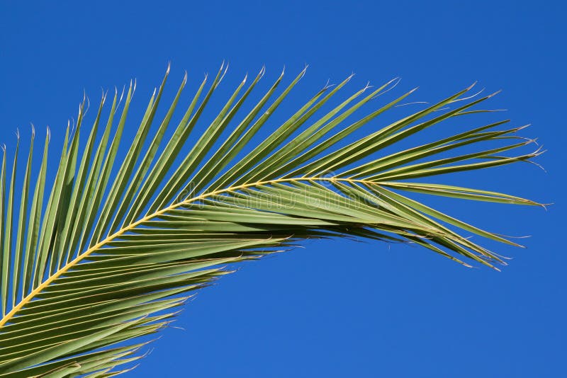Gałęziasta palma