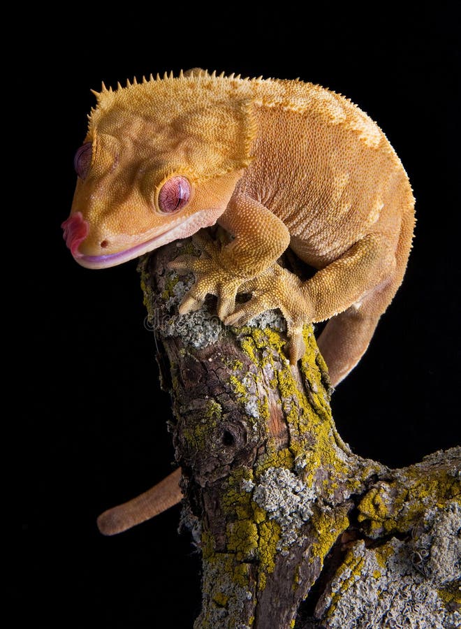 A crested gecko is sitting on top of a branch. A crested gecko is sitting on top of a branch.