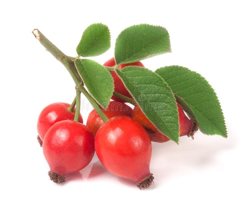Gałęziasty rosehip z liśćmi odizolowywającymi na białym tle obrazy royalty free Gałęziasty rosehip z liśćmi odizolowywającymi na białym tle obrazy royalty free