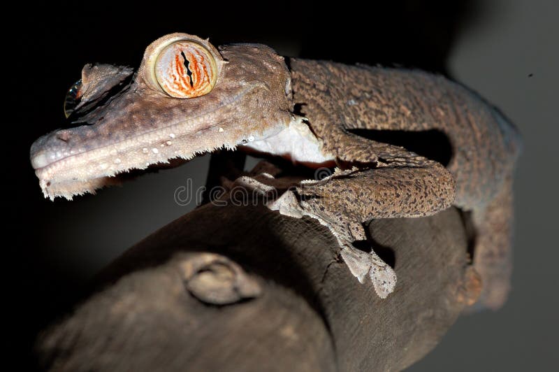 A giant leaftail gecko from Madagascar (uroplatus fimbriatus) climbing a branch. A giant leaftail gecko from Madagascar (uroplatus fimbriatus) climbing a branch.