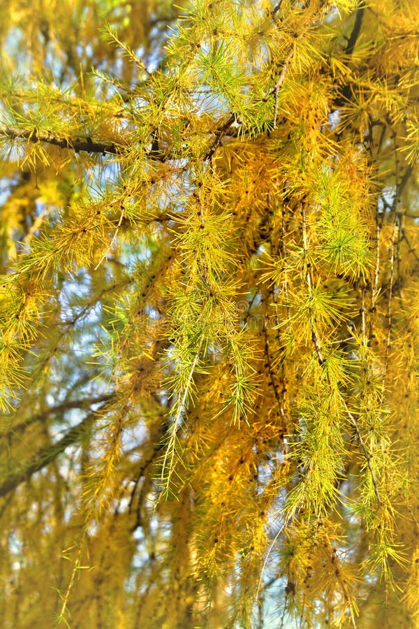Gałęzie z żółtą złotą igłą larix larch liściaste drzewo iglaste jesienią w lesie z przestrzenią do tekstu obrazy stock