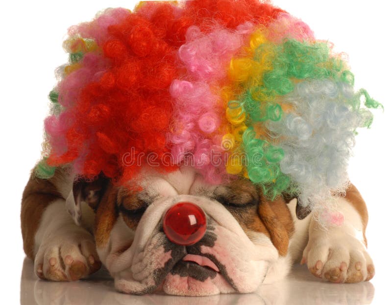 English bulldog with colorful clown wig and red nose isolated on white background. English bulldog with colorful clown wig and red nose isolated on white background