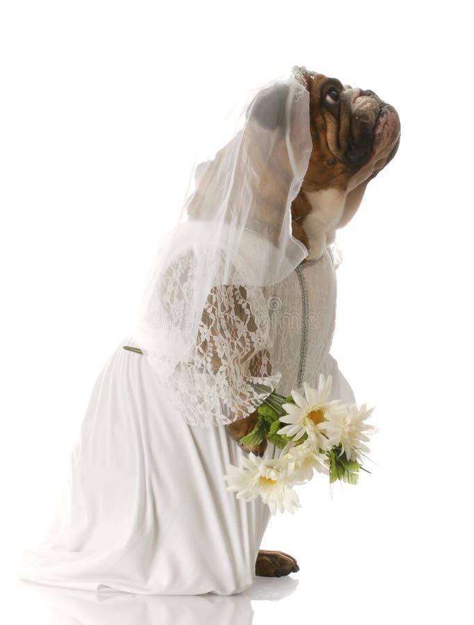 English bulldog wearing bride costume and carrying flowers standing up with reflection on white background. English bulldog wearing bride costume and carrying flowers standing up with reflection on white background