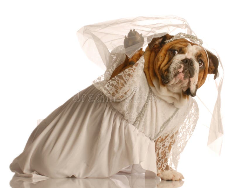 Adorable english bulldog dressed up as a bride isolated on white background. Adorable english bulldog dressed up as a bride isolated on white background