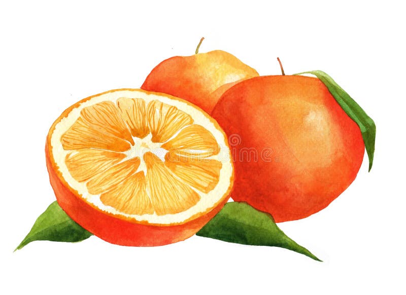 Ge?soleerd waterverf oranje en gesneden oranje fruit stock fotografie Ge?soleerd waterverf oranje en gesneden oranje fruit stock fotografie
