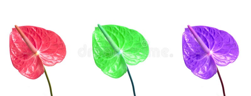 Ge?soleerde Anthuriumbloem Tendensen 2019 stock foto Ge?soleerde Anthuriumbloem Tendensen 2019 stock foto