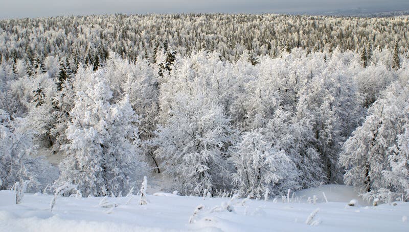Gelo nas árvores imagens de stock