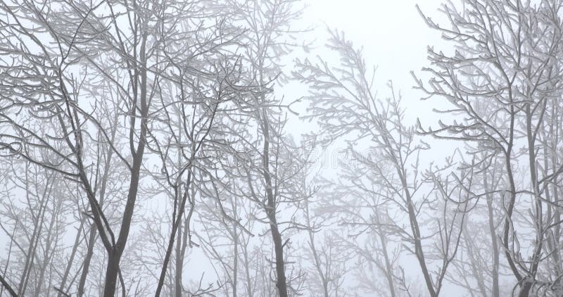 Geada em árvores na floresta de inverno