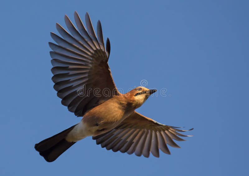 Geai eurasien volant en ciel bleu avec les ailes et la queue étirées photo libre de droits Geai eurasien volant en ciel bleu avec les ailes et la queue étirées photo libre de droits