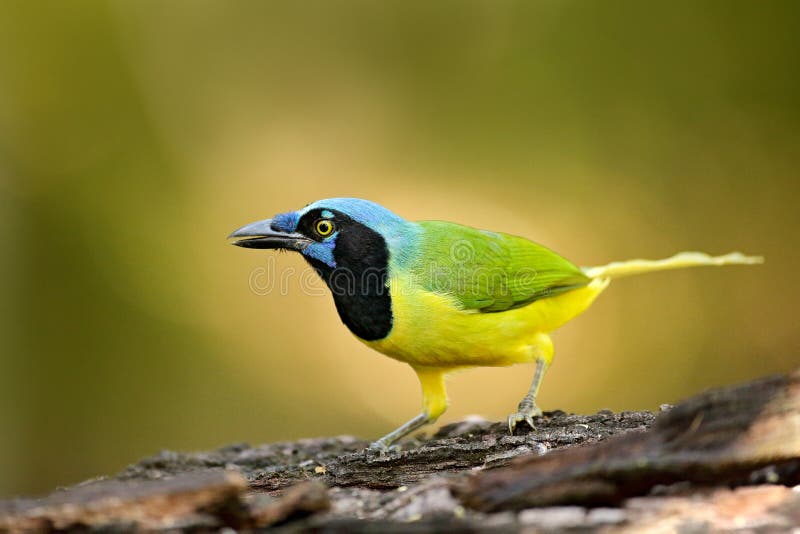 Green Jay, Cyanocorax yncas, wild nature, Belize. Beautiful bird from Central Anemerica. Birdwatching in Belize. Jay sitting on three trunk. Green Jay, Cyanocorax yncas, wild nature, Belize. Beautiful bird from Central Anemerica. Birdwatching in Belize. Jay sitting on three trunk.