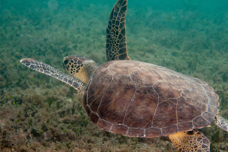 Geanhavssköldpadda på en rev i södra Florida arkivfoton Geanhavssköldpadda på en rev i södra Florida arkivfoton