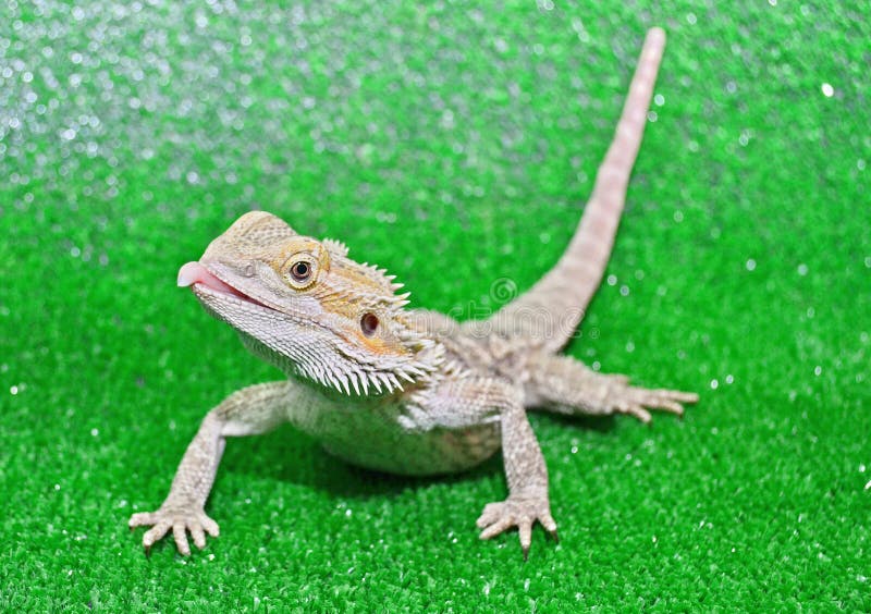 Gebaarde agama op een groene achtergrond stock foto Gebaarde agama op een groene achtergrond stock foto