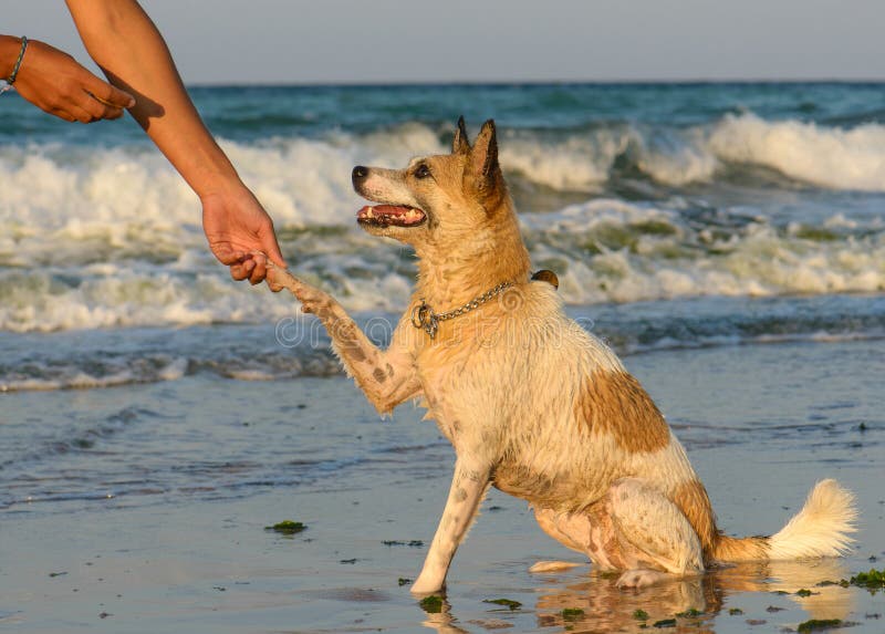Geben Sie Tatze lizenzfreie stockfotos