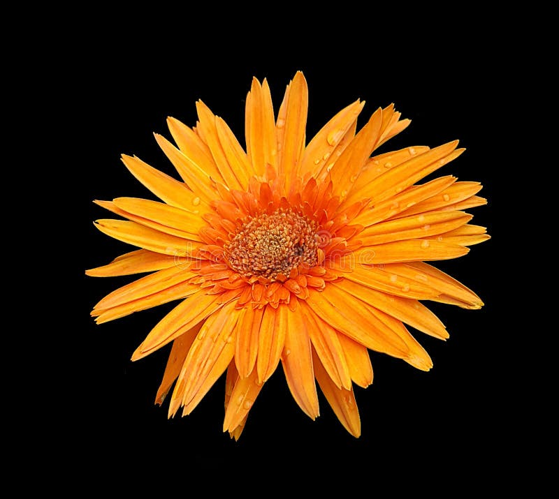 Gebera daisies flowers on black background