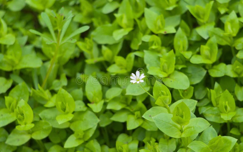 Natural background - field with spring flowers just before the mass blossoming (shallow DOF). Natural background - field with spring flowers just before the mass blossoming (shallow DOF).