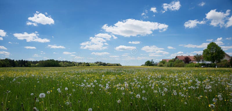 Gebied met paardebloem en boterbloemen bij de rand van stad stock foto Gebied met paardebloem en boterbloemen bij de rand van stad stock foto