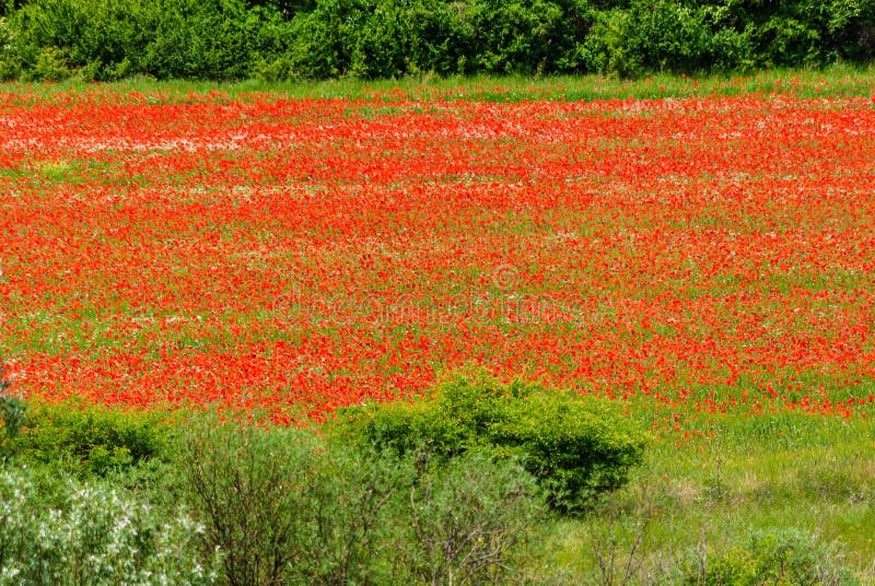 Gebied met papavers stock fotografie