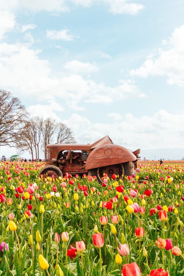 Gebied van bloeiende mooie kleurrijke tulpen met een oude roestige tractor in het midden stock afbeelding Gebied van bloeiende mooie kleurrijke tulpen met een oude roestige tractor in het midden stock afbeelding