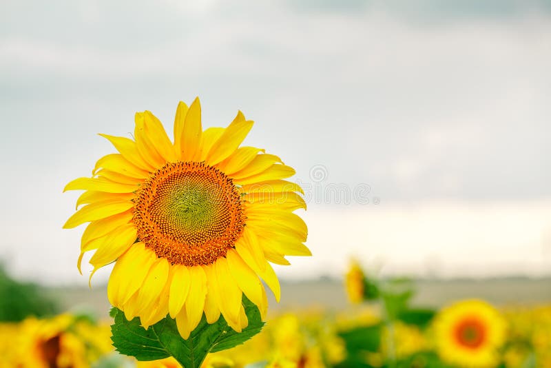 Gebied van bloeiende zonnebloemen op een achtergrond van blauwe hemel royalty-vrije stock fotografie Gebied van bloeiende zonnebloemen op een achtergrond van blauwe hemel royalty-vrije stock fotografie