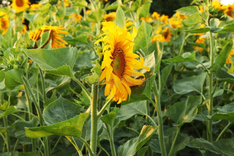 Gebied van bloeiende zonnebloemen op een achtergrondzonsondergang Een bloem van een zonnebloemclose-up stock afbeeldingen Gebied van bloeiende zonnebloemen op een achtergrondzonsondergang Een bloem van een zonnebloemclose-up stock afbeeldingen