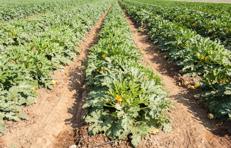 Gebied van de installaties van de courgettecourgette vóór de oogst stock foto's Gebied van de installaties van de courgettecourgette vóór de oogst stock foto's