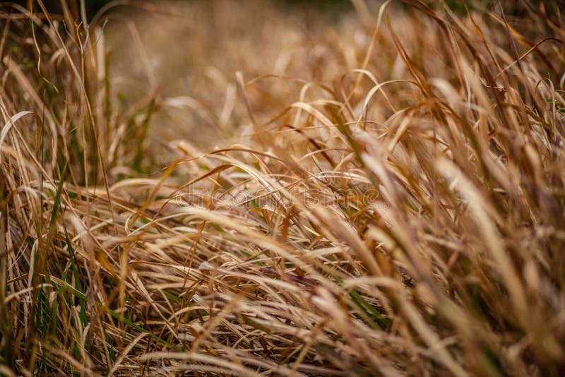 Gebied van droog grasritme, ruimte, meetkunde van aard, dichte lange gras warme toon stock foto's Gebied van droog grasritme, ruimte, meetkunde van aard, dichte lange gras warme toon stock foto's