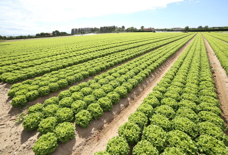 Gebied van groene sla dat op zandige grond in de zomer wordt gekweekt stock afbeeldingen Gebied van groene sla dat op zandige grond in de zomer wordt gekweekt stock afbeeldingen