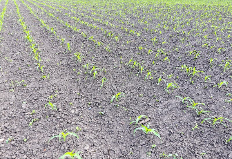 Gebied van jong graan Spruiten van graan op het gebied Veevoedergraan voor kuilvoeder royalty-vrije stock afbeeldingen Gebied van jong graan Spruiten van graan op het gebied Veevoedergraan voor kuilvoeder royalty-vrije stock afbeeldingen