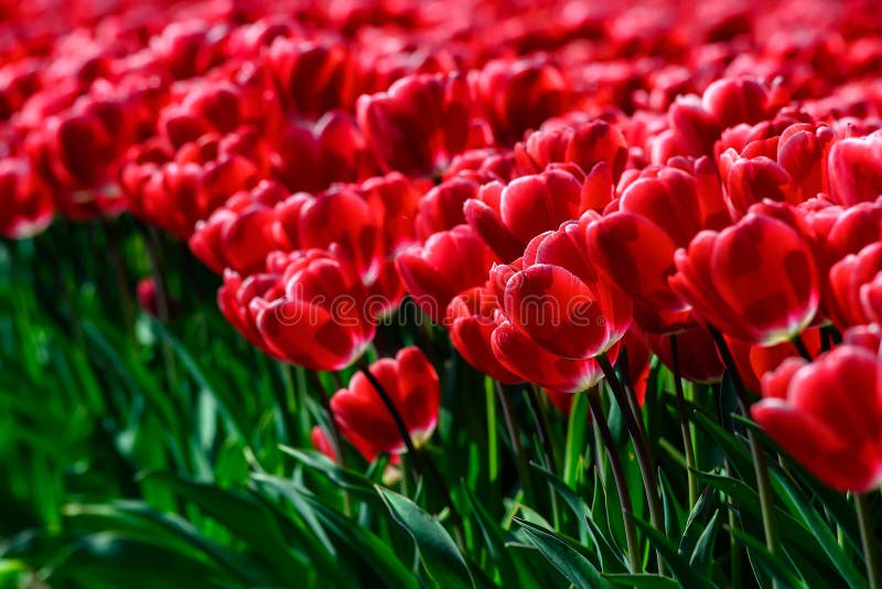 Gebied van rode tulpen in Holland, de kleurrijke bloemen van de de lentetijd royalty-vrije stock afbeelding Gebied van rode tulpen in Holland, de kleurrijke bloemen van de de lentetijd royalty-vrije stock afbeelding
