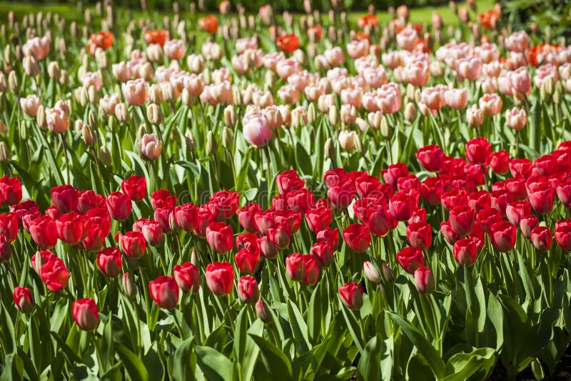 Gebied van verschillende tulpen met rode tulpen op een voorgrond en roze tulpen op achtergrond stock fotografie Gebied van verschillende tulpen met rode tulpen op een voorgrond en roze tulpen op achtergrond stock fotografie
