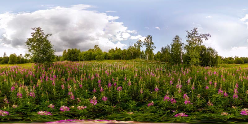 Gebied van wilg-thee op een bewolkte dag Sferisch 360 graad vr panorama royalty-vrije stock fotografie Gebied van wilg-thee op een bewolkte dag Sferisch 360 graad vr panorama royalty-vrije stock fotografie