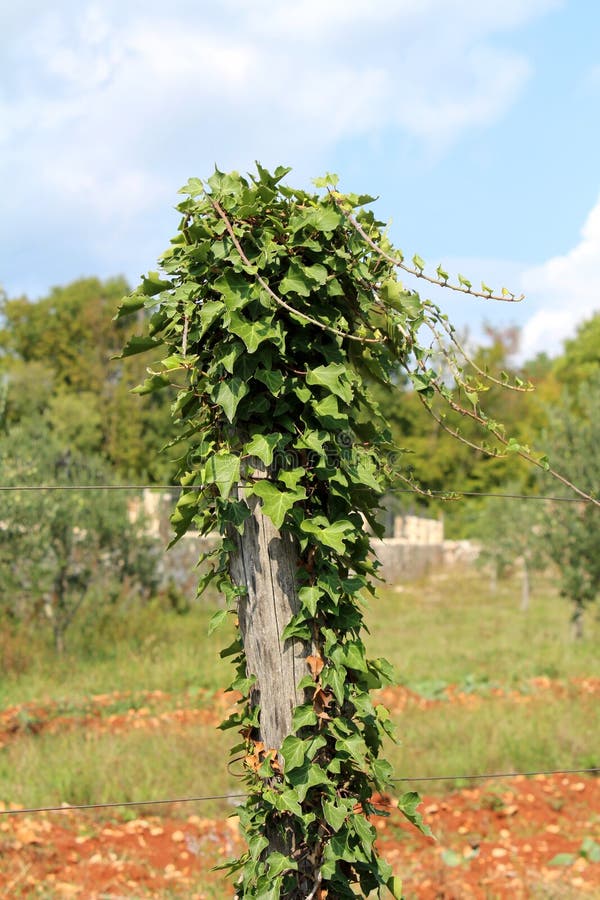 Gebiedswinde of Windearvensis kruipende installatie die grote houten wijngaardpool behandelen stock afbeelding Gebiedswinde of Windearvensis kruipende installatie die grote houten wijngaardpool behandelen stock afbeelding
