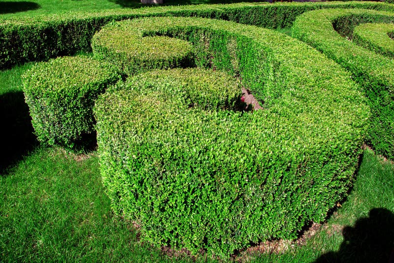 Gebildete Hecke vom Buschbuchsbaumgarten stockbild Gebildete Hecke vom Buschbuchsbaumgarten stockbild
