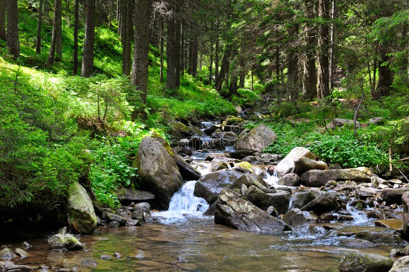 Gebirgsfluss und Koniferenwald auf einem felsigen Ufer Malerische und herrliche Szene lizenzfreie stockfotografie Gebirgsfluss und Koniferenwald auf einem felsigen Ufer Malerische und herrliche Szene lizenzfreie stockfotografie