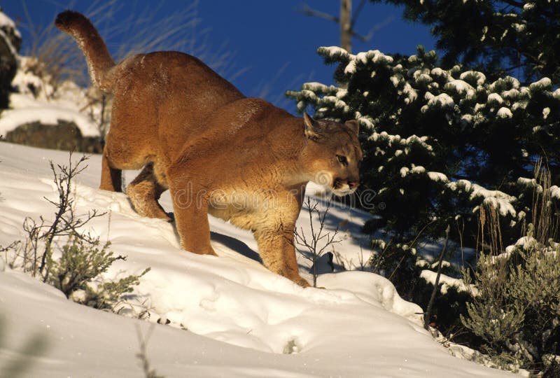 A mountain lion hunting for prey in deep snow. A mountain lion hunting for prey in deep snow