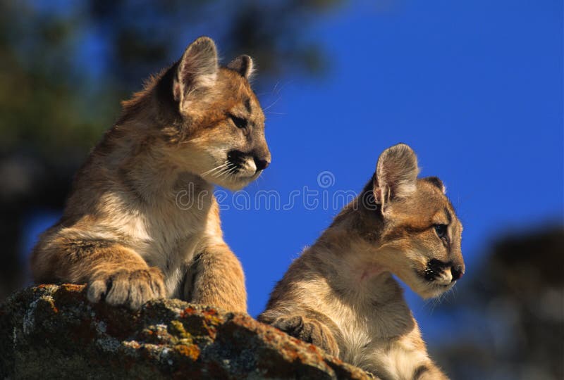 Two cute mountain lion kittens laying side by side on a rock. Two cute mountain lion kittens laying side by side on a rock