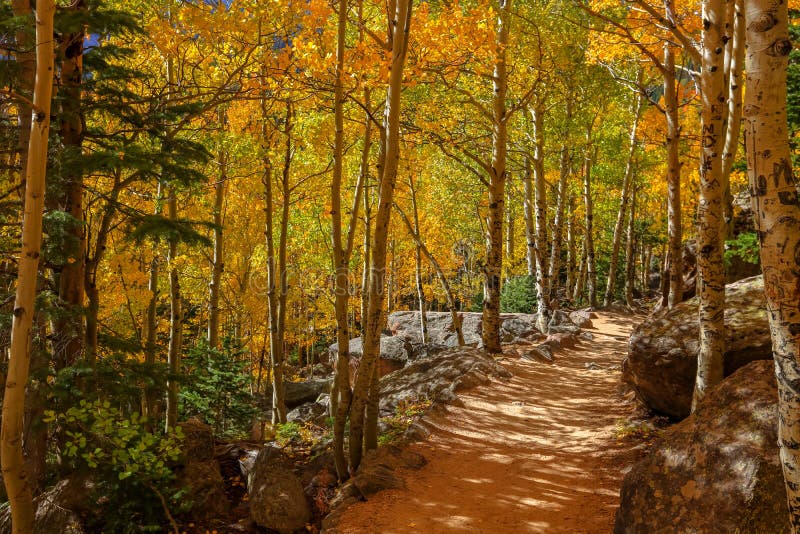 Gebirgsversuch durch Aspen-Bäume im Herbst
