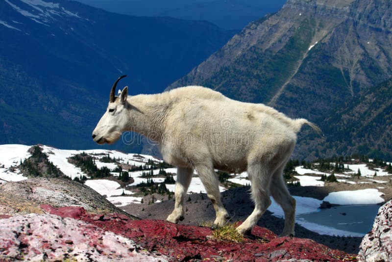 Gebirgsziege (Oreamnos americanus) stockfotos Gebirgsziege (Oreamnos americanus) stockfotos