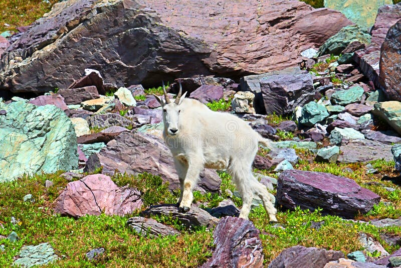 Gebirgsziegen-alpine Umwelt lizenzfreie stockfotografie Gebirgsziegen-alpine Umwelt lizenzfreie stockfotografie