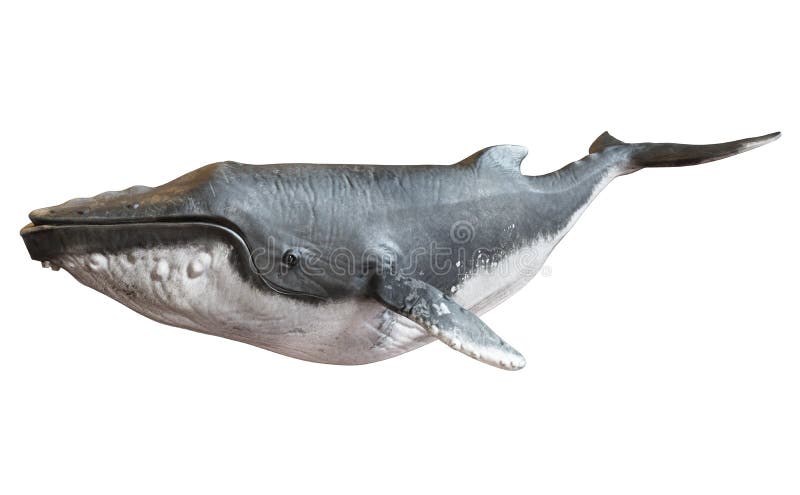 Bultrugwalvis op een geïsoleerde witte achtergrond. royalty-vrije stock afbeelding