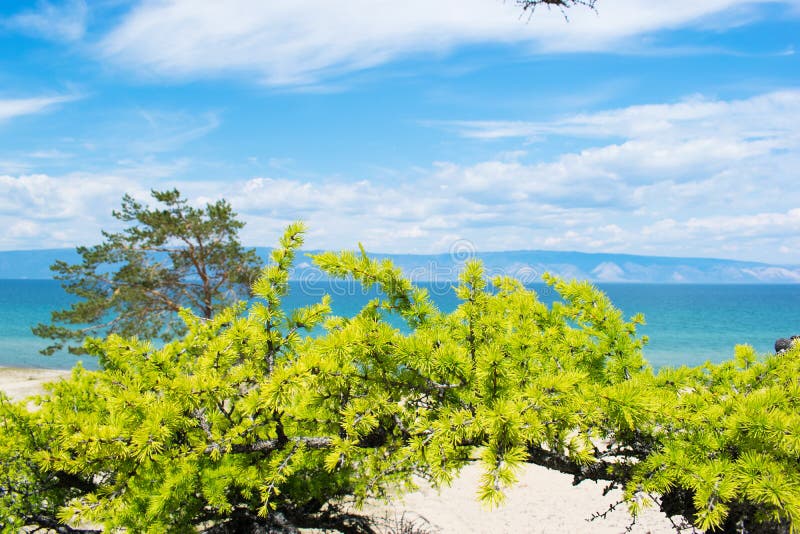 Gebogen pijnboombomen op de zandige kust van het meer Landschap stock foto's Gebogen pijnboombomen op de zandige kust van het meer Landschap stock foto's