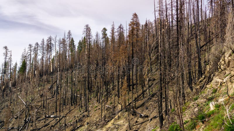Gebrannter Wald als Ergebnis des Ferguson-verheerenden Feuers 2018 in Yosemite Nationalpark, Sierra Nevada Mountains, Kalifornien lizenzfreie stockfotografie Gebrannter Wald als Ergebnis des Ferguson-verheerenden Feuers 2018 in Yosemite Nationalpark, Sierra Nevada Mountains, Kalifornien lizenzfreie stockfotografie